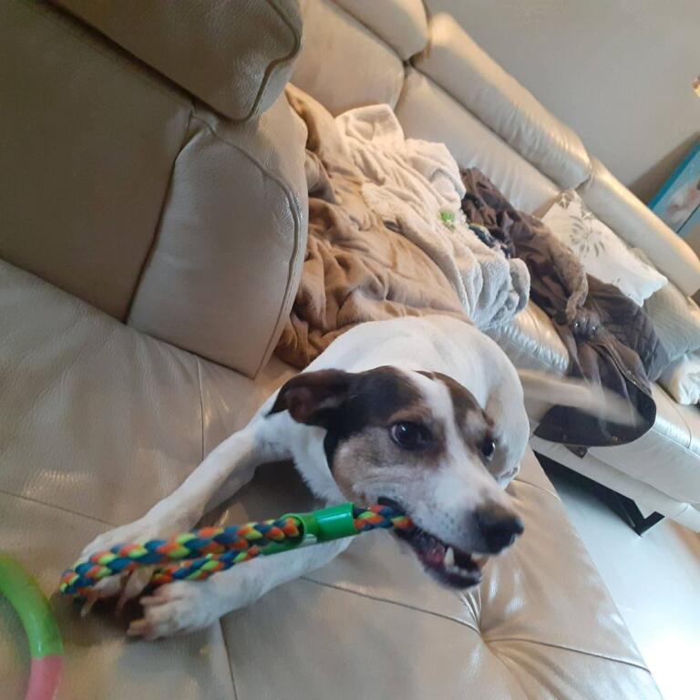 Lévriers en Détresse