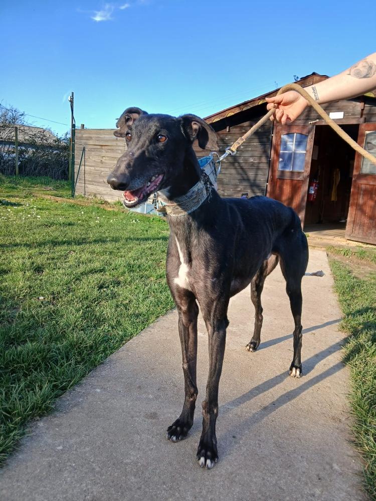 Lévriers en Détresse