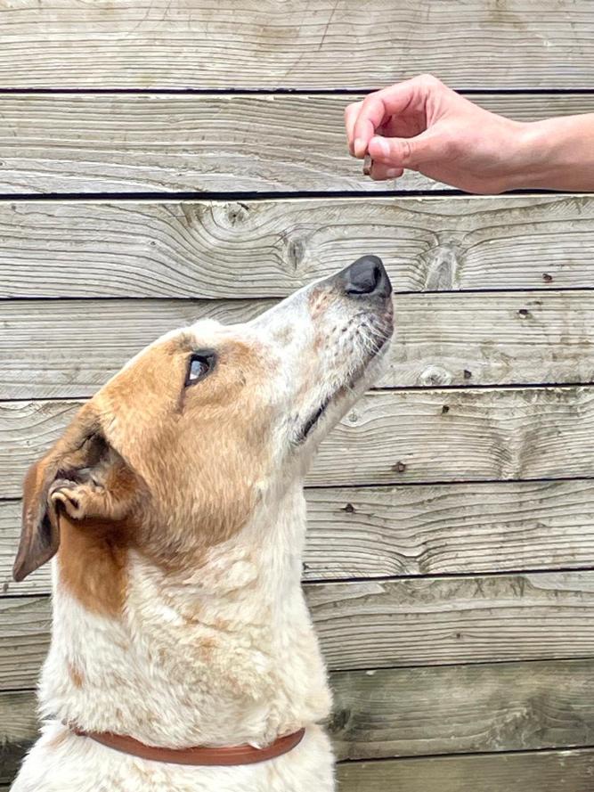 Lévriers en Détresse